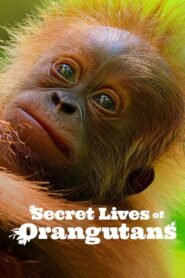 Secret Lives of Orangutans (2024) Cast, Release Date, Review, Trailer